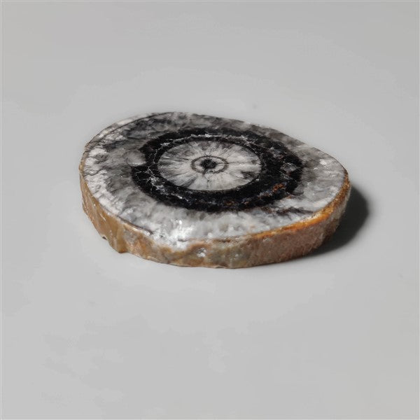 Orthoceras Fossil