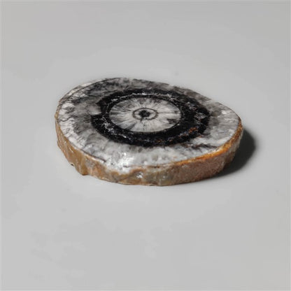 Orthoceras Fossil