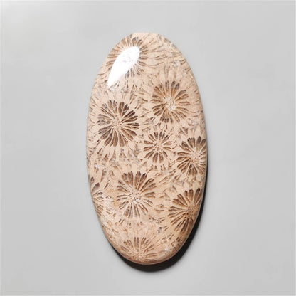 Fossil Coral