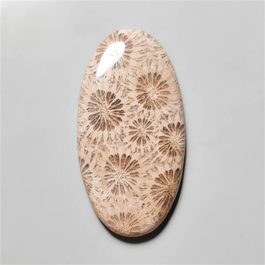 Fossil Coral