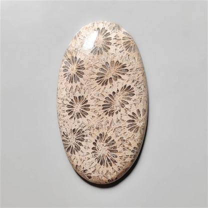 Fossil Coral