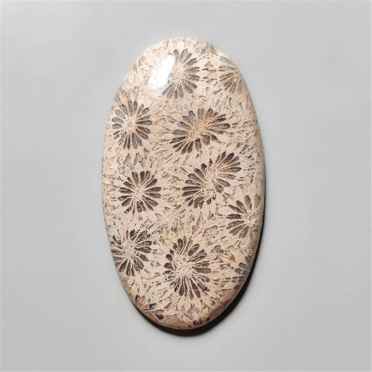 Fossil Coral