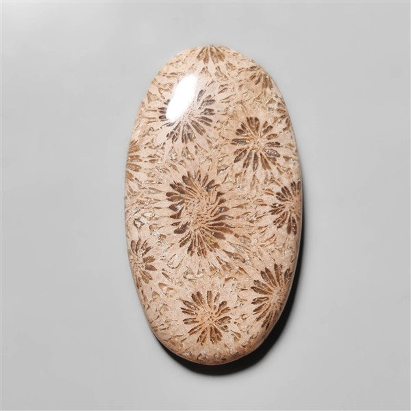 Fossil Coral