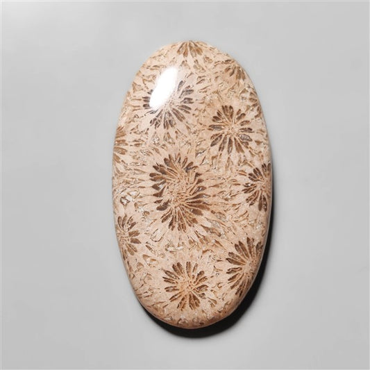 Fossil Coral