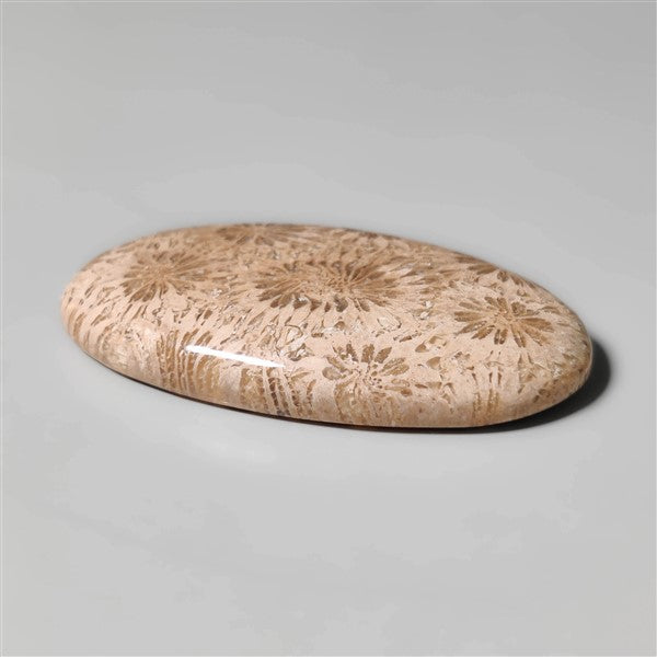 Fossil Coral