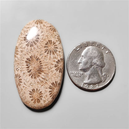 Fossil Coral