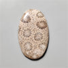 Fossil Coral