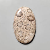 Fossil Coral