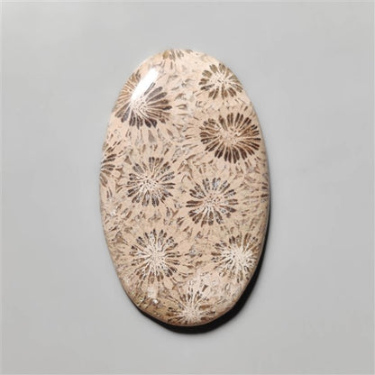 Fossil Coral