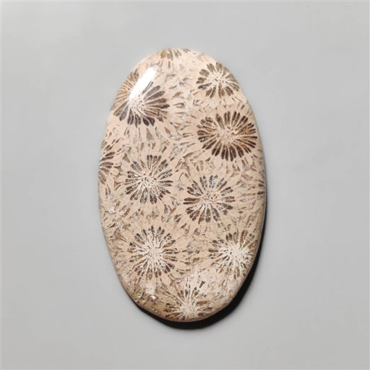 Fossil Coral