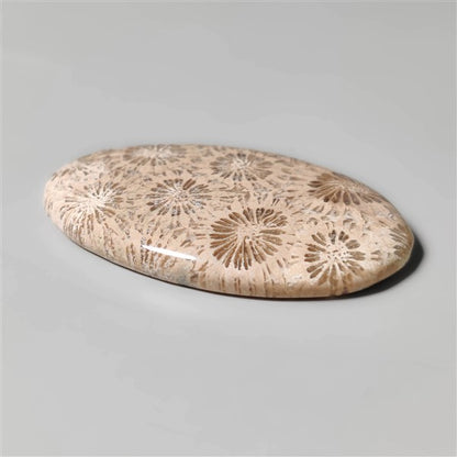 Fossil Coral