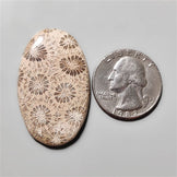 Fossil Coral