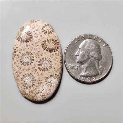 Fossil Coral