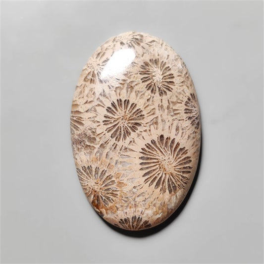 Fossil Coral