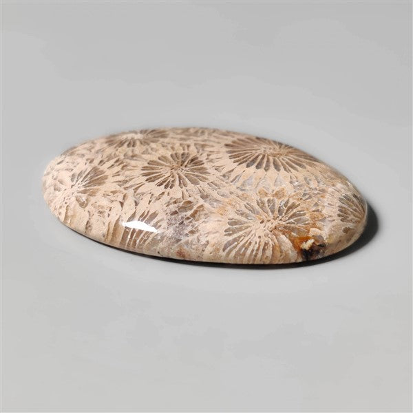 Fossil Coral