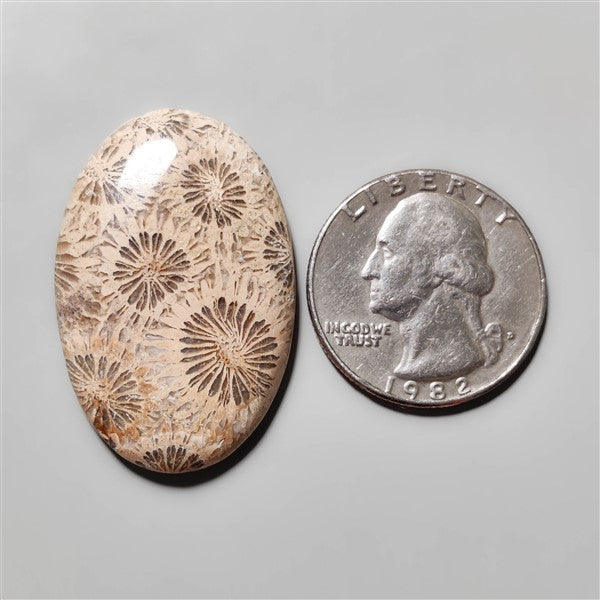 Fossil Coral