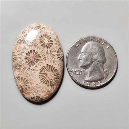Fossil Coral
