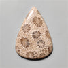 Fossil Coral