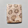 Fossil Coral