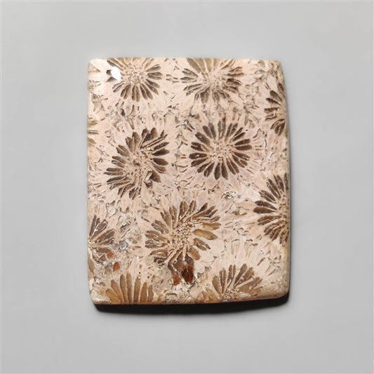 Fossil Coral