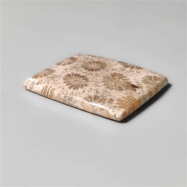 Fossil Coral