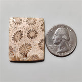Fossil Coral