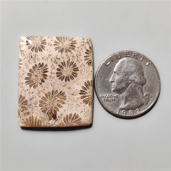 Fossil Coral