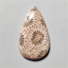 Fossil Coral
