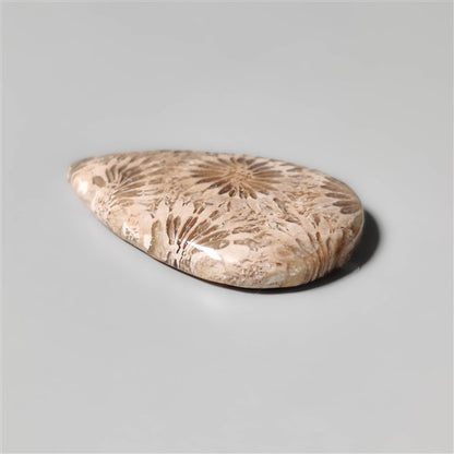 Fossil Coral