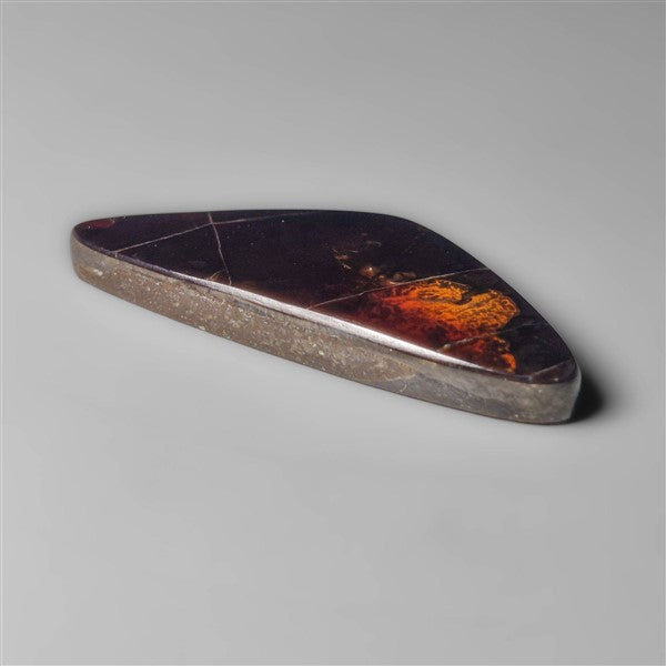 AAA Ammolite