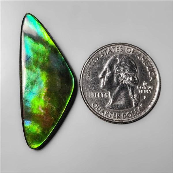 AAA Ammolite