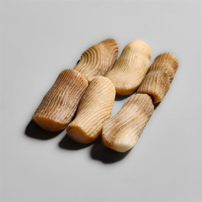 Shell