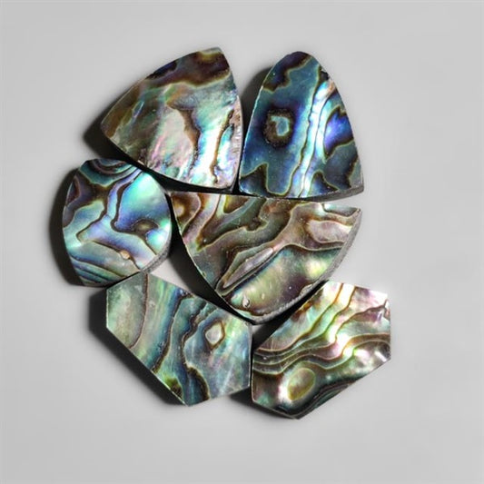 Abalone Shell
