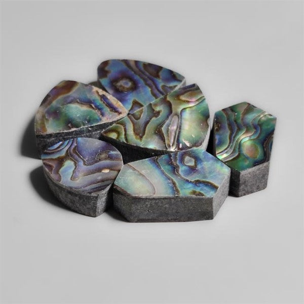 Abalone Shell