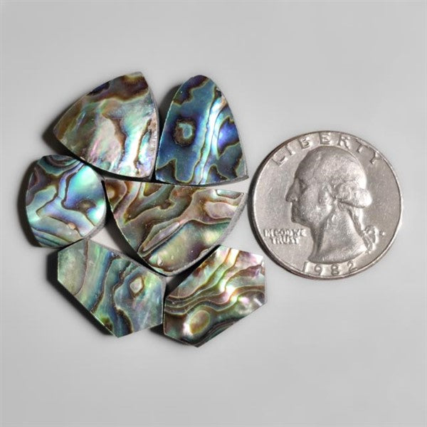 Abalone Shell