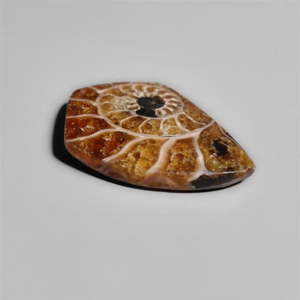 Ammonite