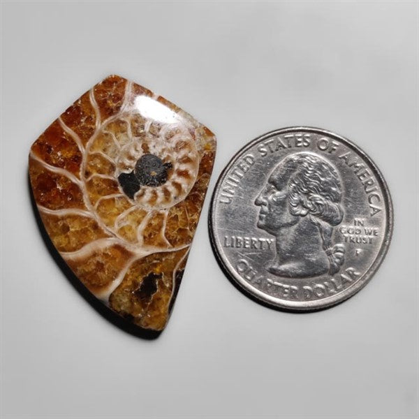 Ammonite