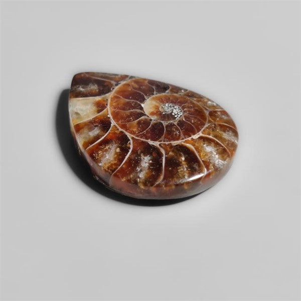 Ammonite