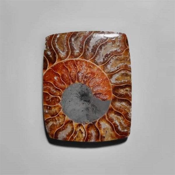 Ammonite