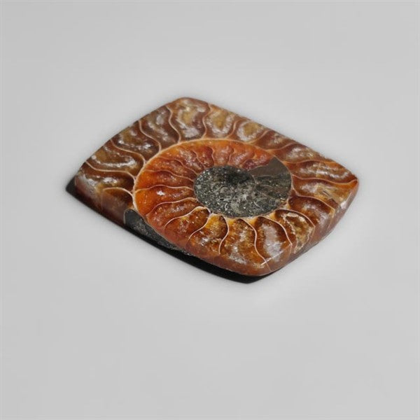 Ammonite