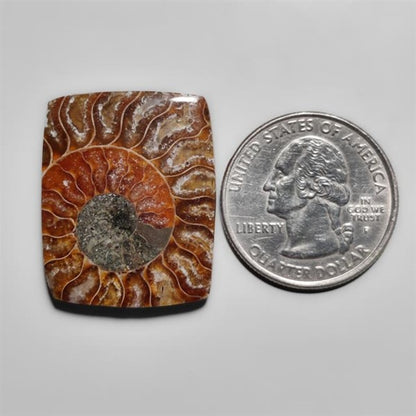 Ammonite