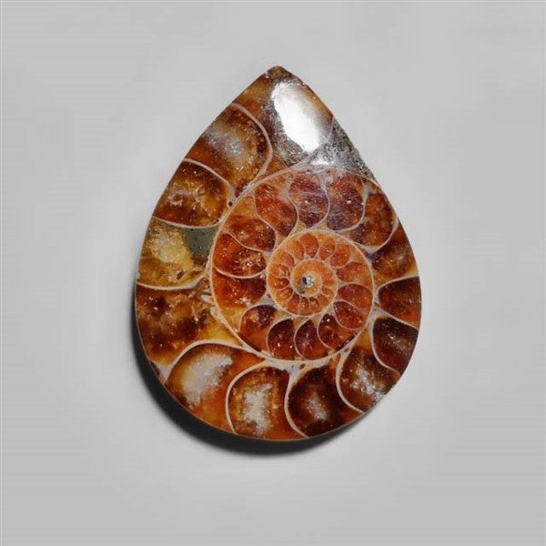 Ammonite