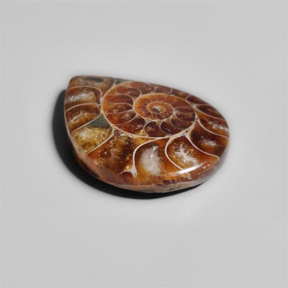 Ammonite