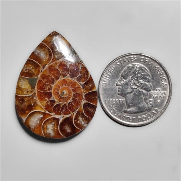 Ammonite