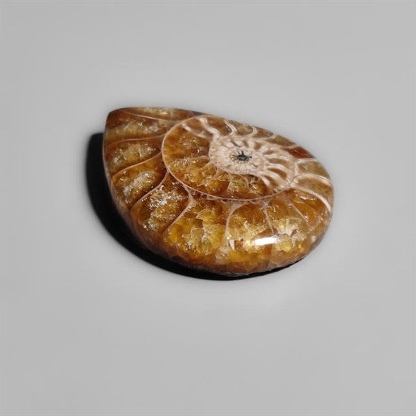 Ammonite