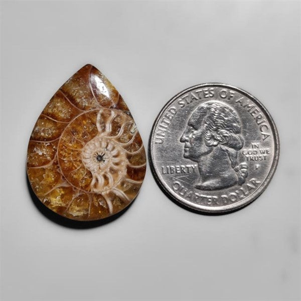 Ammonite