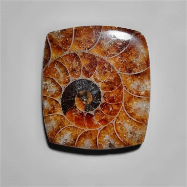 Ammonite