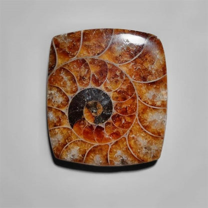 Ammonite