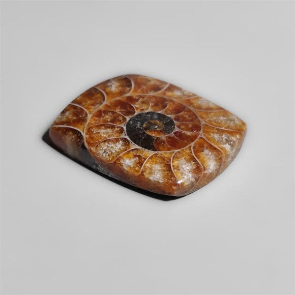 Ammonite
