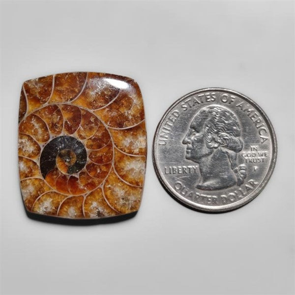 Ammonite